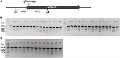 Rapid CRISPR/Cas9 Editing of Genotype IX African Swine Fever Virus Circulating in Eastern and Central Africa